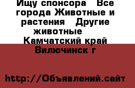 Ищу спонсора - Все города Животные и растения » Другие животные   . Камчатский край,Вилючинск г.